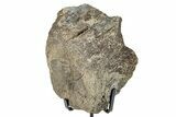 Fossil Hadrosaur Anterior Caudal Vertebra w/ Metal Stand - Texas #250281-2